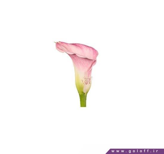 گل فروشی اینترنتی - گل شیپوری آلما - Zantedeschia | گل آف